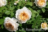 Crocus Rose® 