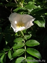 Rosa rugosa f. Alba Rehder