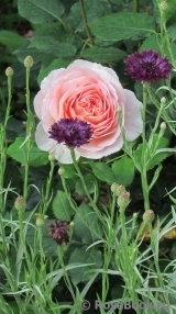 Abraham Darby