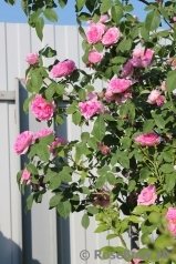 Gertrude Jekyll