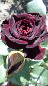 Black Baccara