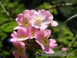 Rosa eglanteria 