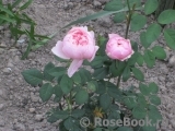 The Alnwick Rose