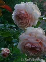 A Shropshire Lad