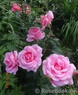 Jardins de Villandry