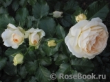 Crocus Rose® 