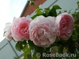 The Wedgwood Rose