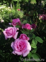 Jardins de Villandry