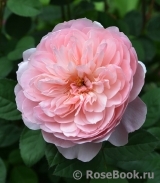 The Alnwick Rose