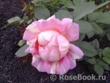 Rose des Cisterciens 