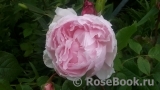 The Wedgwood Rose