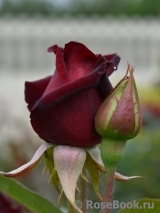 Black Baccara