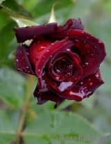 Black Baccara