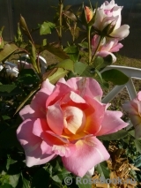 Rose des Cisterciens 