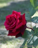 Black Baccara