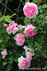 Cottage Rose 