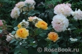 Rose de Gerberoy ®