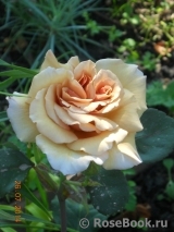 Julia's Rose