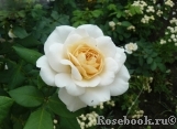 Crocus Rose® 