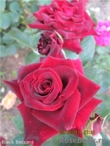 Black Baccara