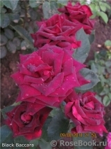 Black Baccara