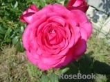 Johann Wolfgang von Goethe Rose®