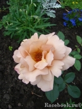 Julia's Rose