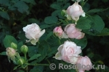 Kordes' Rosenfaszination ®