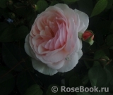 A Shropshire Lad