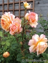 Rose de Gerberoy ®