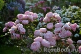 Hans Gonewein Rose 