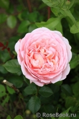 Abraham Darby