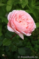 Abraham Darby