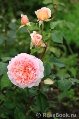 Abraham Darby