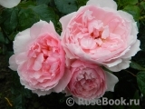 The Wedgwood Rose