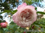 Kordes' Rosenfaszination ®