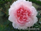 The Wedgwood Rose