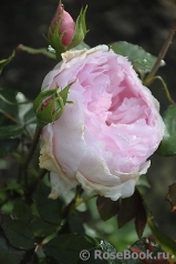 The Wedgwood Rose