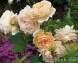 Crown Princess Margareta®