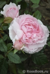 The Wedgwood Rose