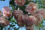 Rose des Cisterciens 