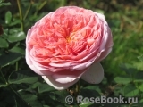 Abraham Darby