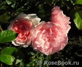 The Wedgwood Rose