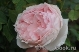 The Wedgwood Rose