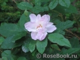 Blush Noisette 