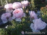 The Alnwick Rose