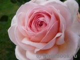 A Shropshire Lad