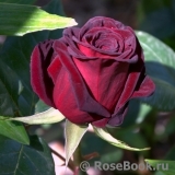 Black Baccara