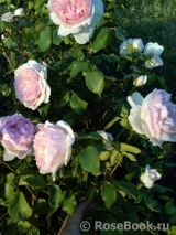 The Wedgwood Rose