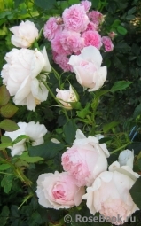 The Wedgwood Rose